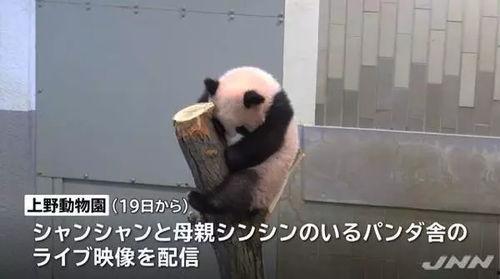 熊猫外卖日本爆料视频,真实操作过程曝光！  第1张